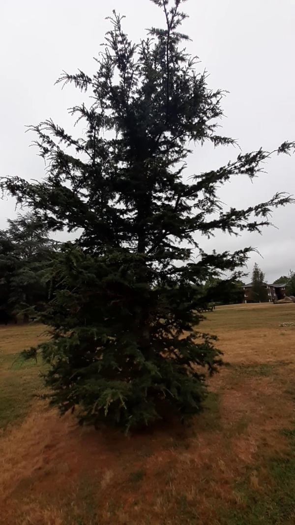 photo de l'arbre