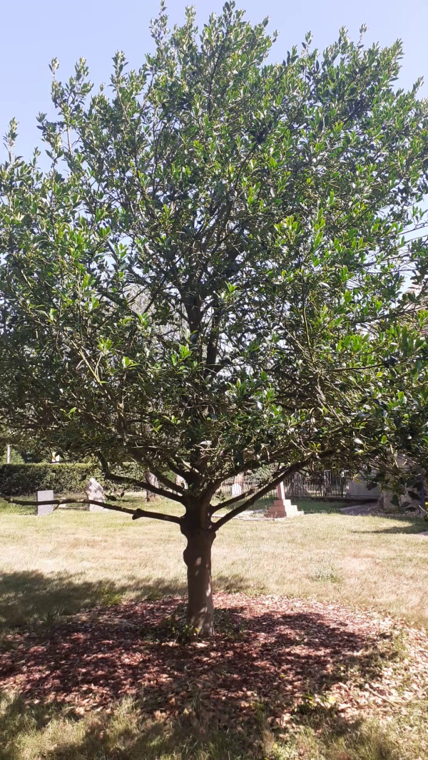 photo de l'arbre