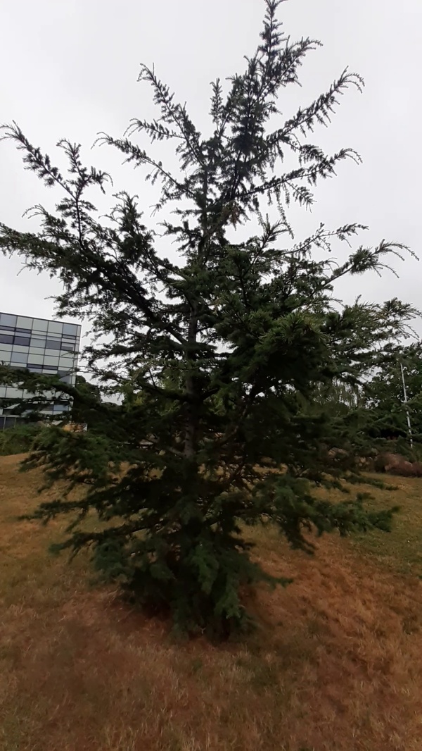 photo de l'arbre