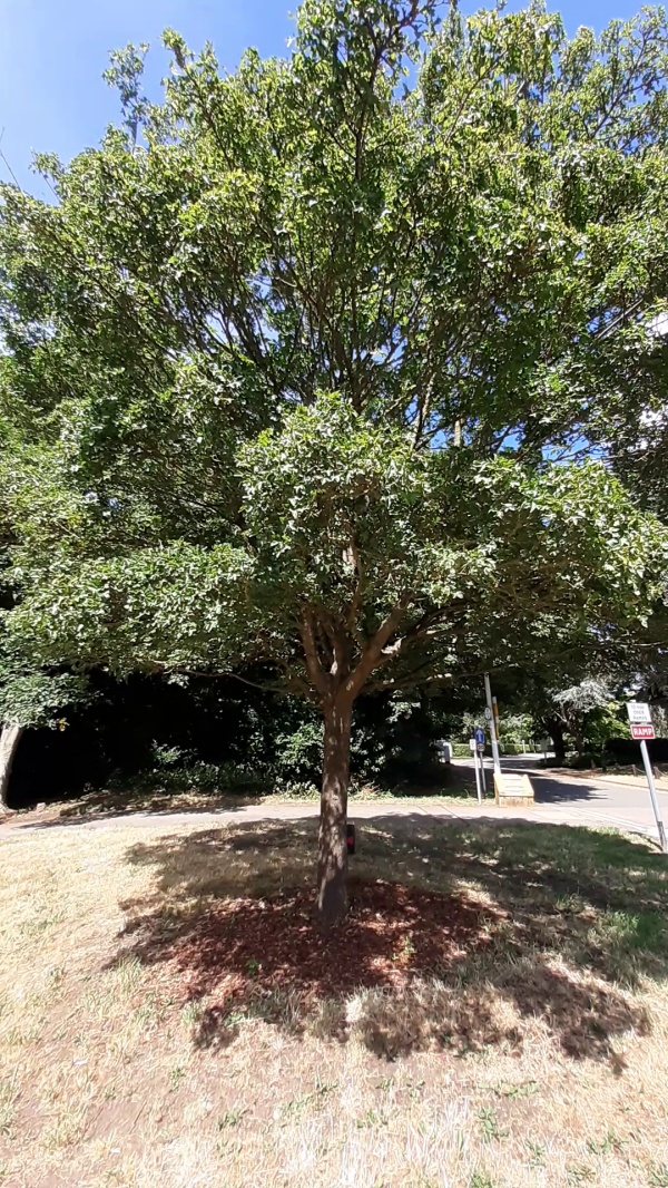 photo de l'arbre