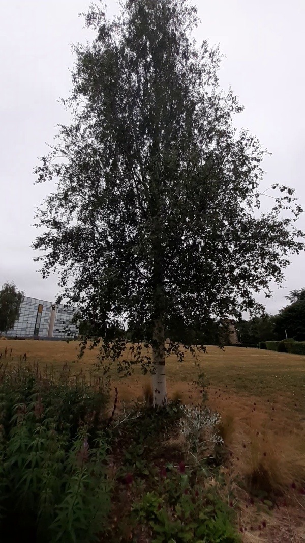 photo de l'arbre