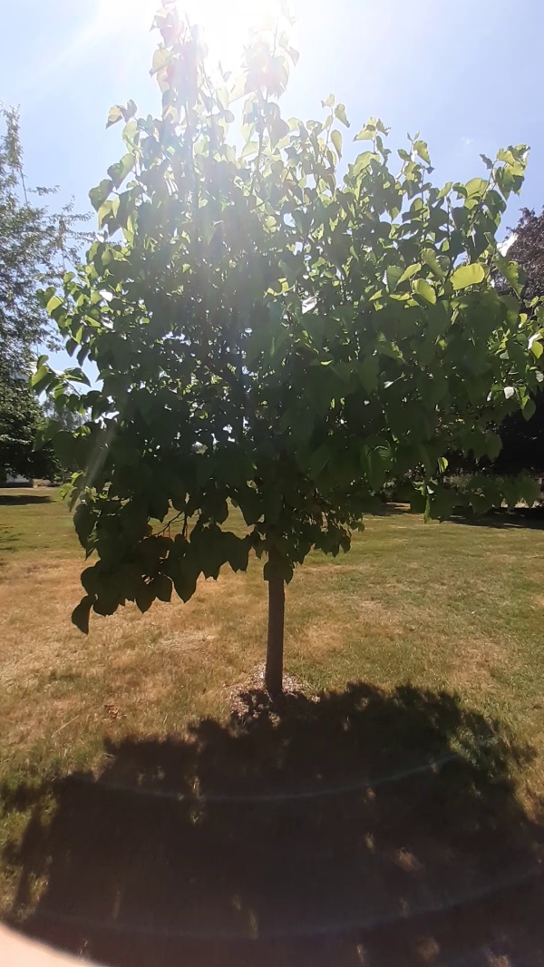 photo de l'arbre