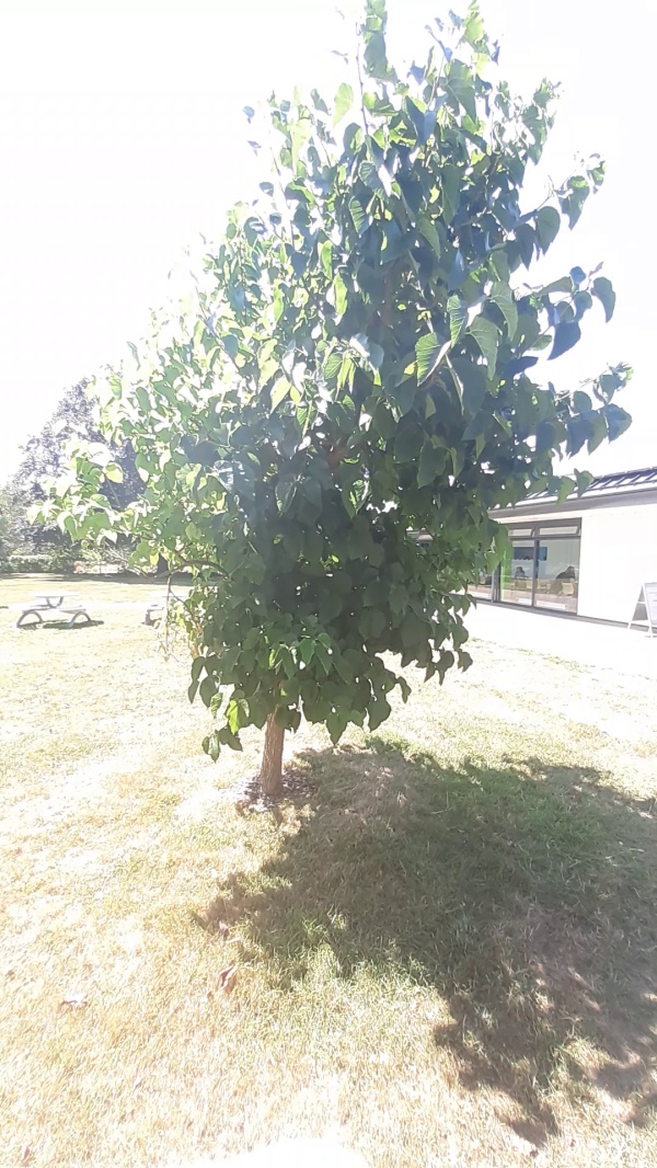 photo de l'arbre
