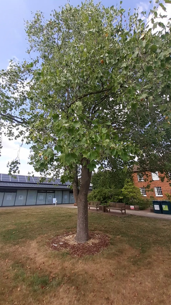 photo de l'arbre
