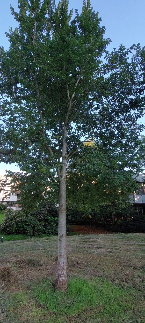 photo de l'arbre