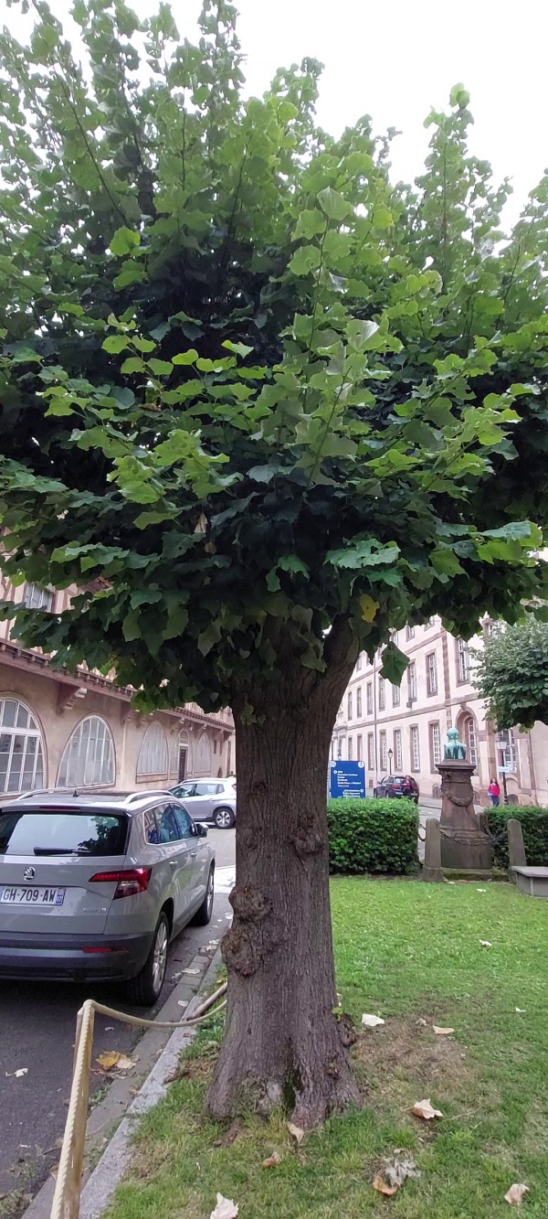 photo de l'arbre