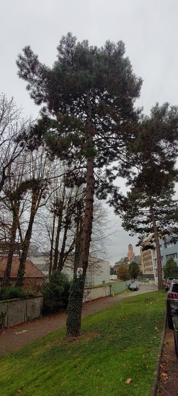 photo de l'arbre