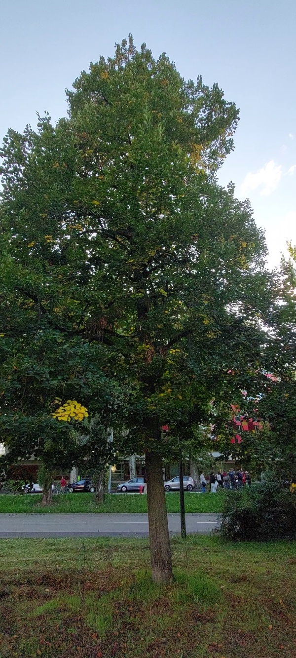 photo de l'arbre