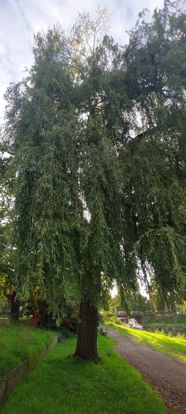 photo de l'arbre