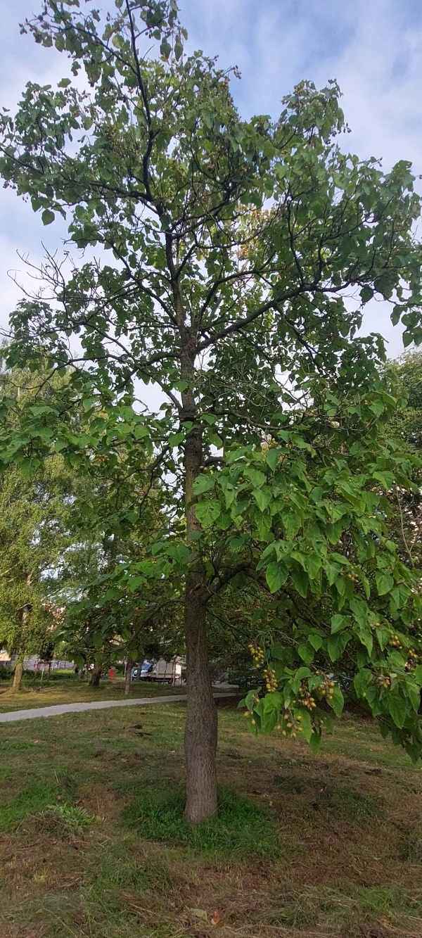 photo de l'arbre