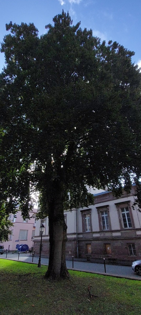 photo de l'arbre
