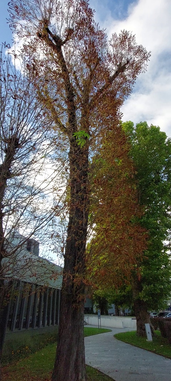 photo de l'arbre