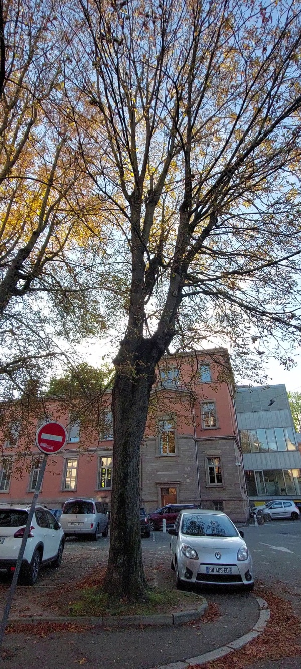 photo de l'arbre