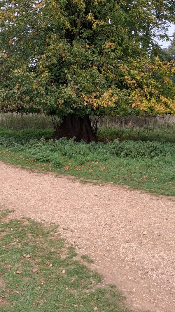 photo de l'arbre
