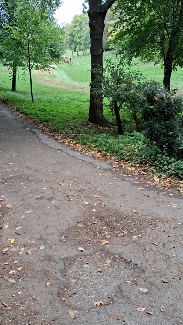 photo de l'arbre