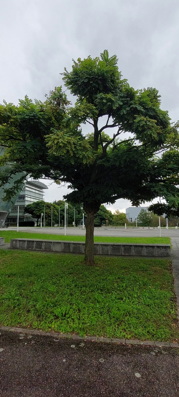 photo de l'arbre