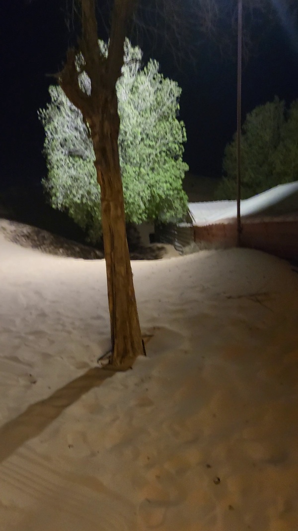photo de l'arbre