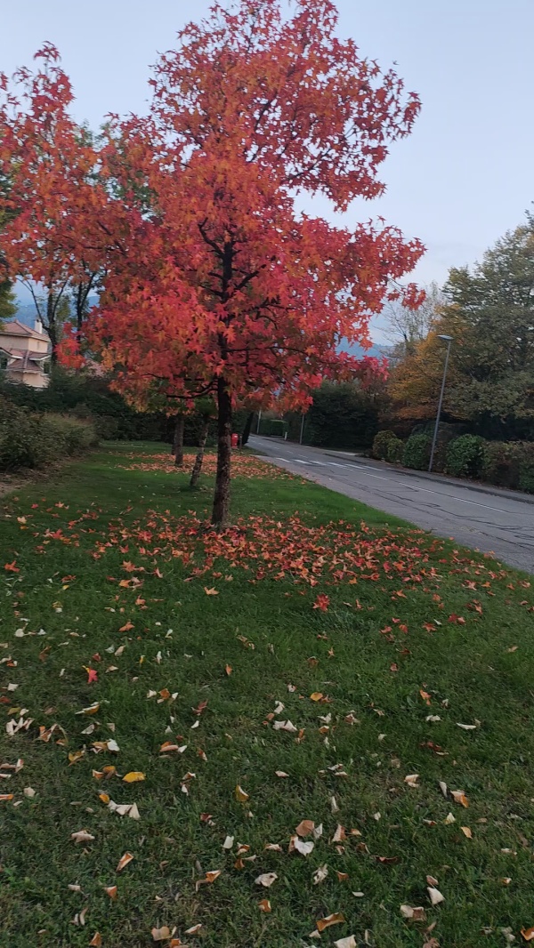 photo de l'arbre