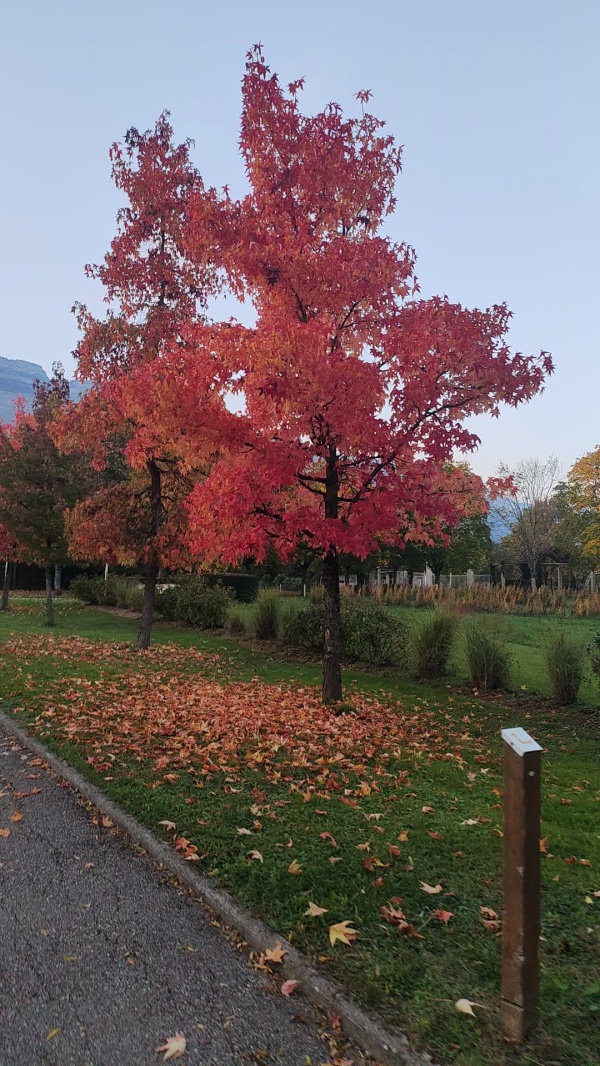 photo de l'arbre