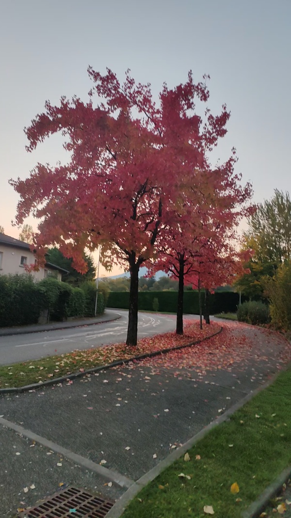 photo de l'arbre