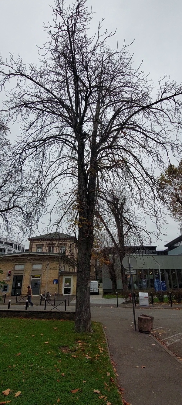 photo de l'arbre