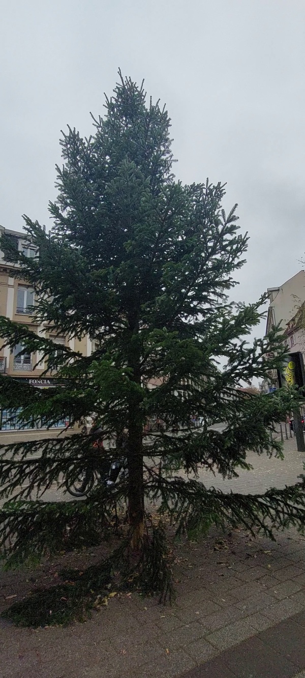 photo de l'arbre