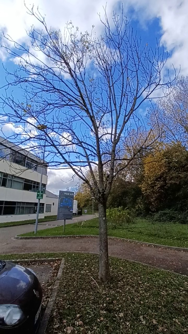 photo de l'arbre