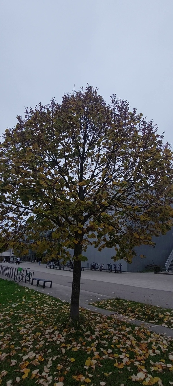 photo de l'arbre