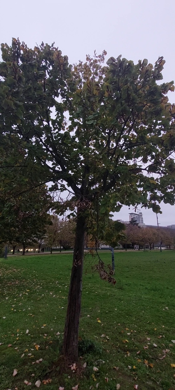 photo de l'arbre