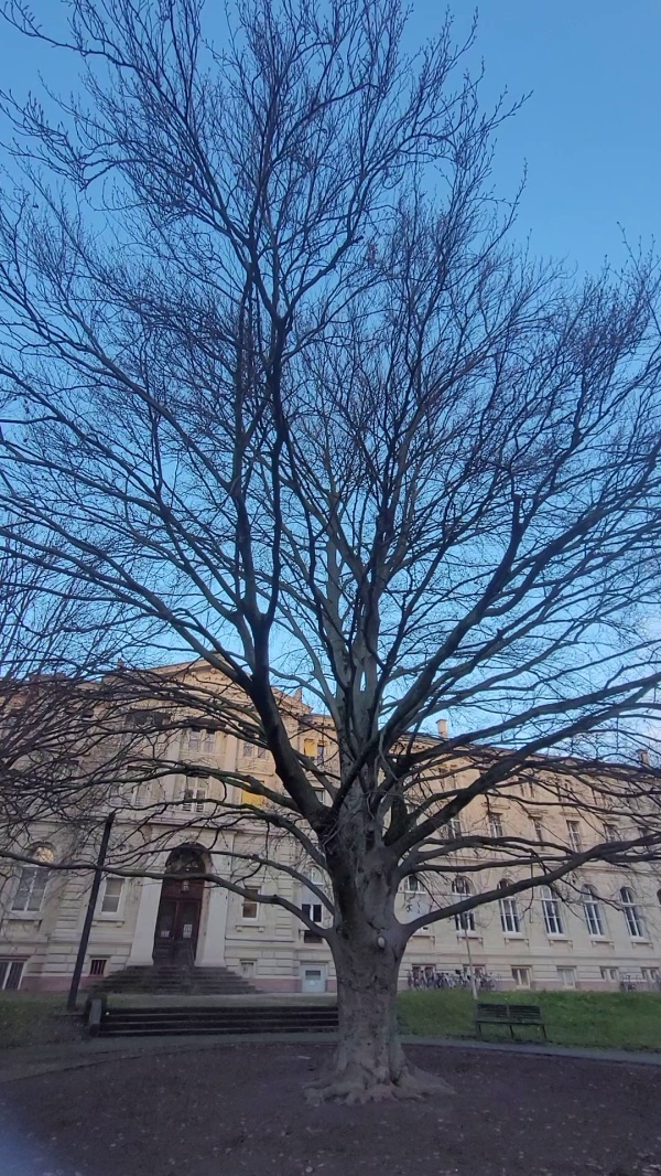 photo de l'arbre