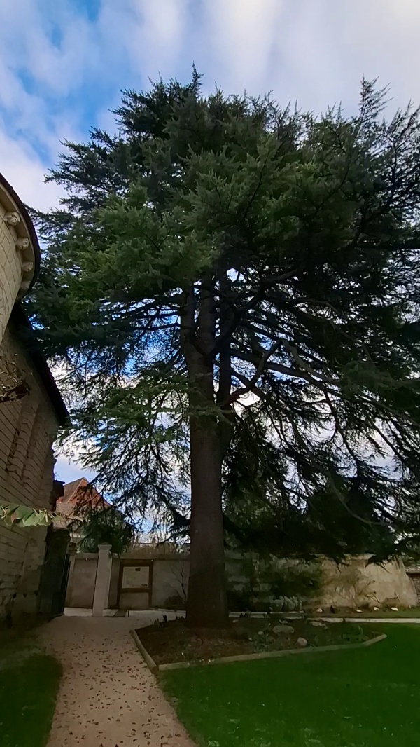 photo de l'arbre
