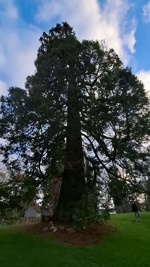 photo de l'arbre