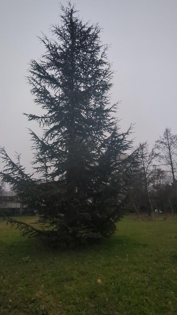 photo de l'arbre