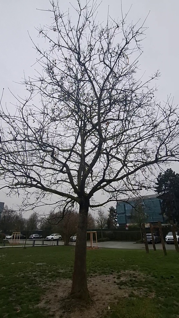 photo de l'arbre