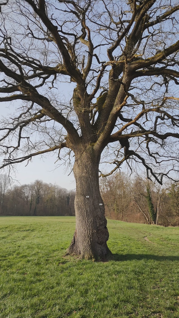 photo de l'arbre