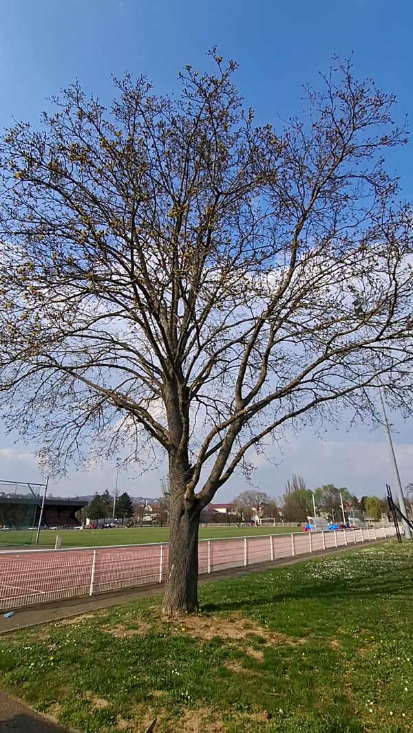photo de l'arbre