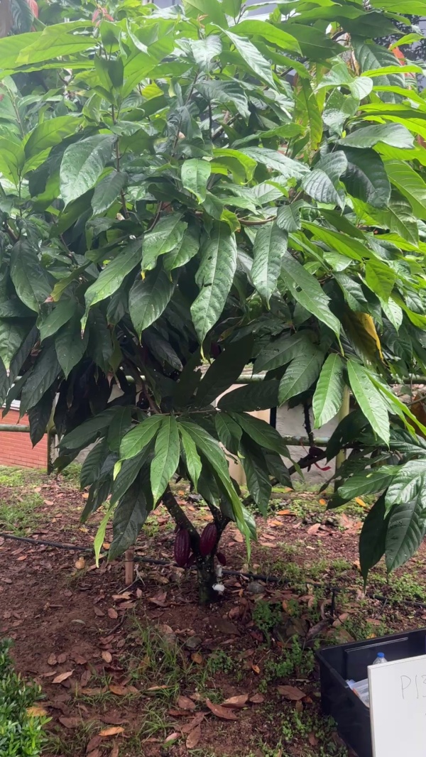 photo de l'arbre