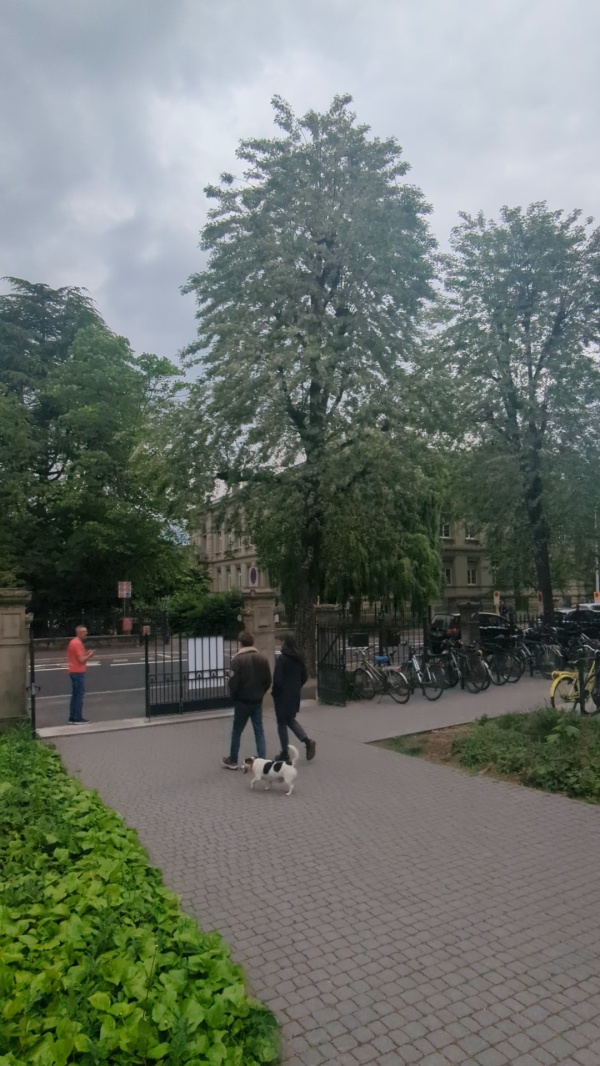 photo de l'arbre