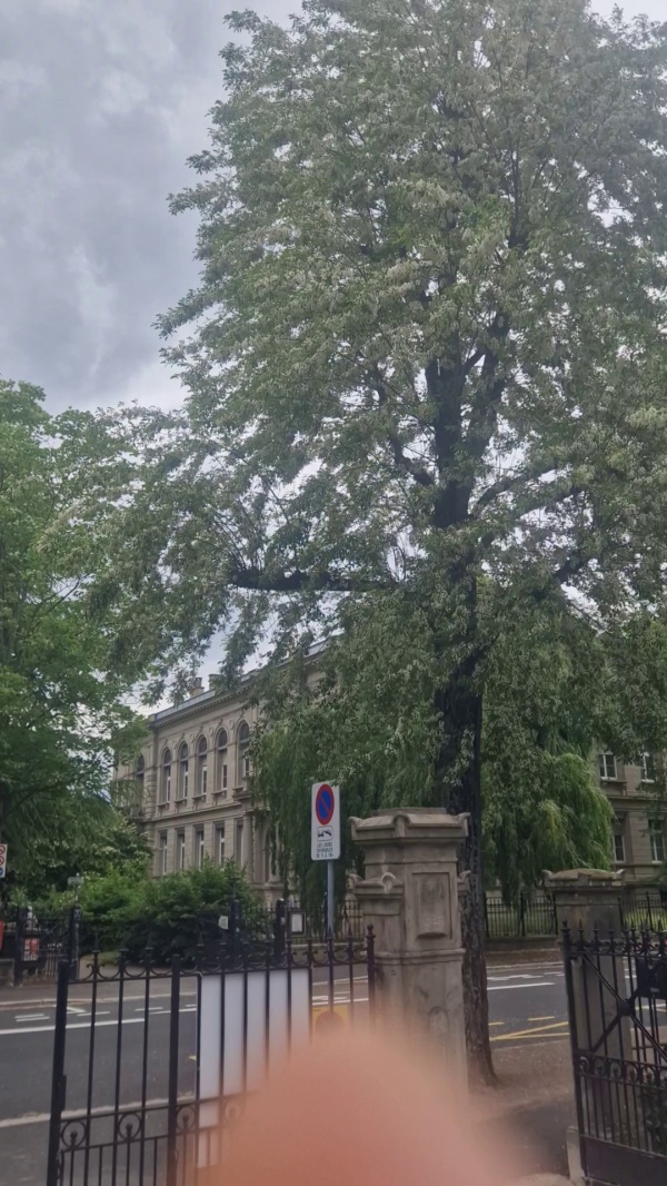 photo de l'arbre