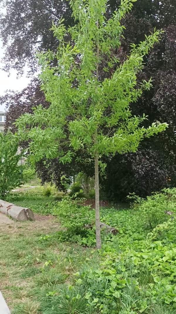 photo de l'arbre
