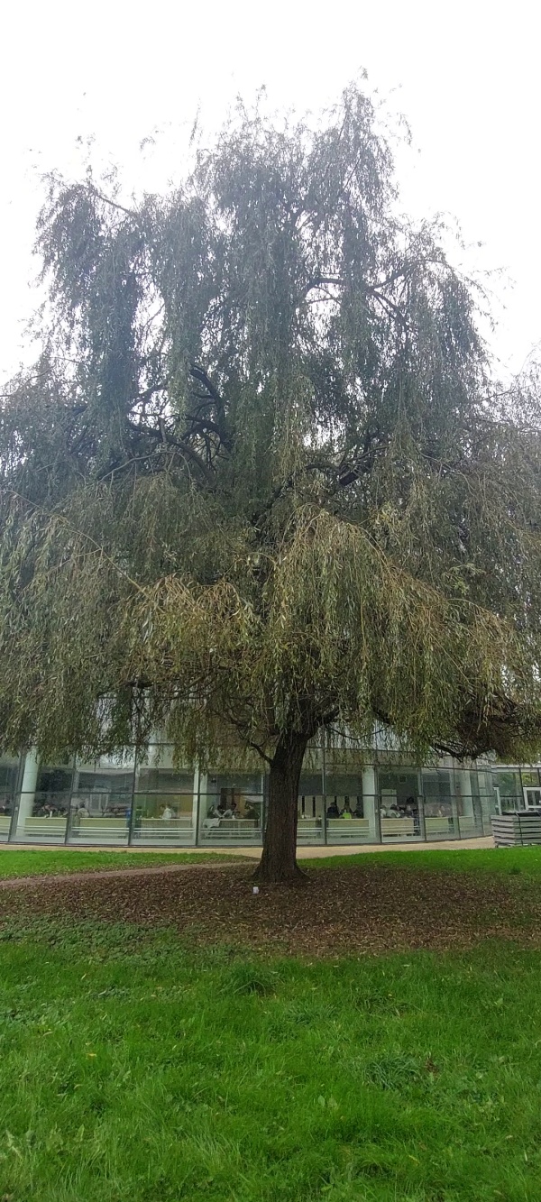 photo de l'arbre