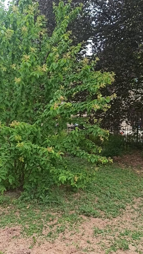 photo de l'arbre