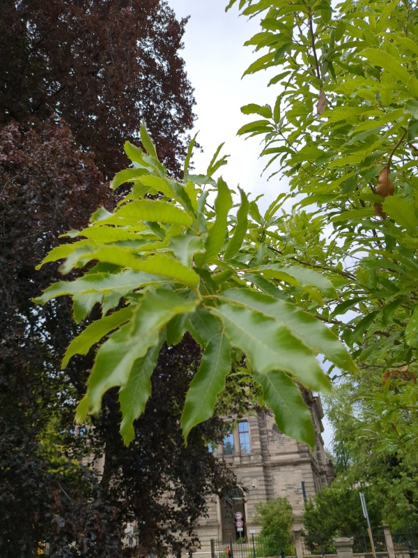photo de l'arbre