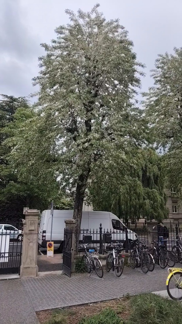 photo de l'arbre