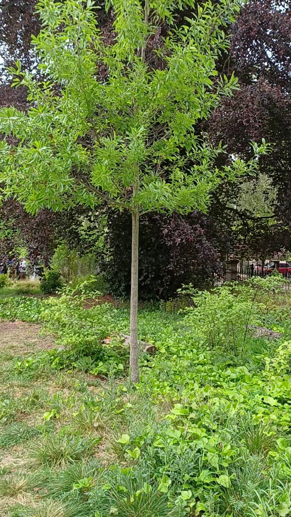 photo de l'arbre