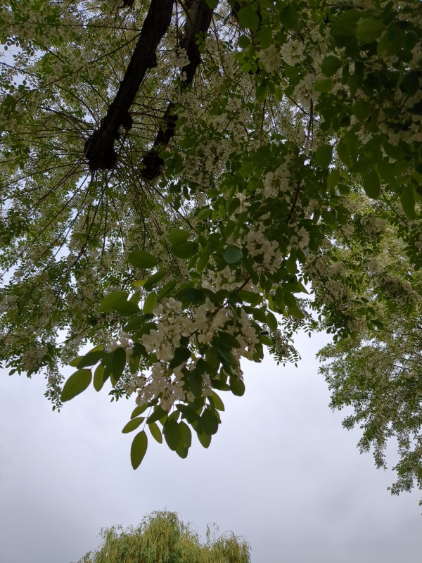 photo de l'arbre