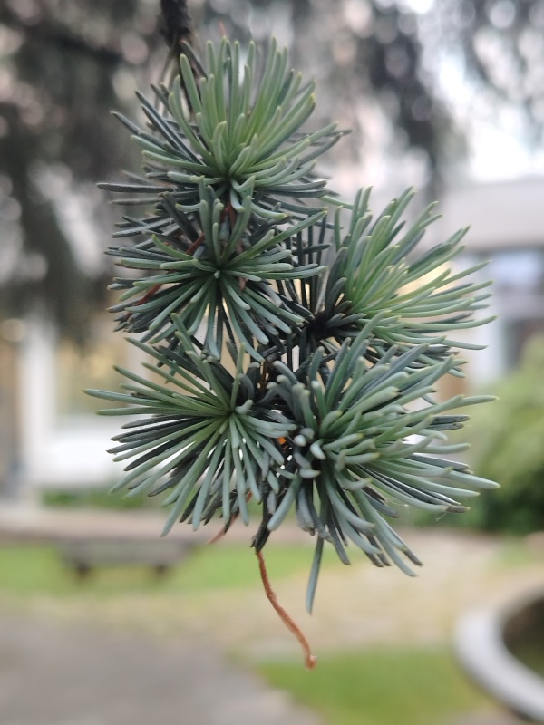 photo de l'arbre