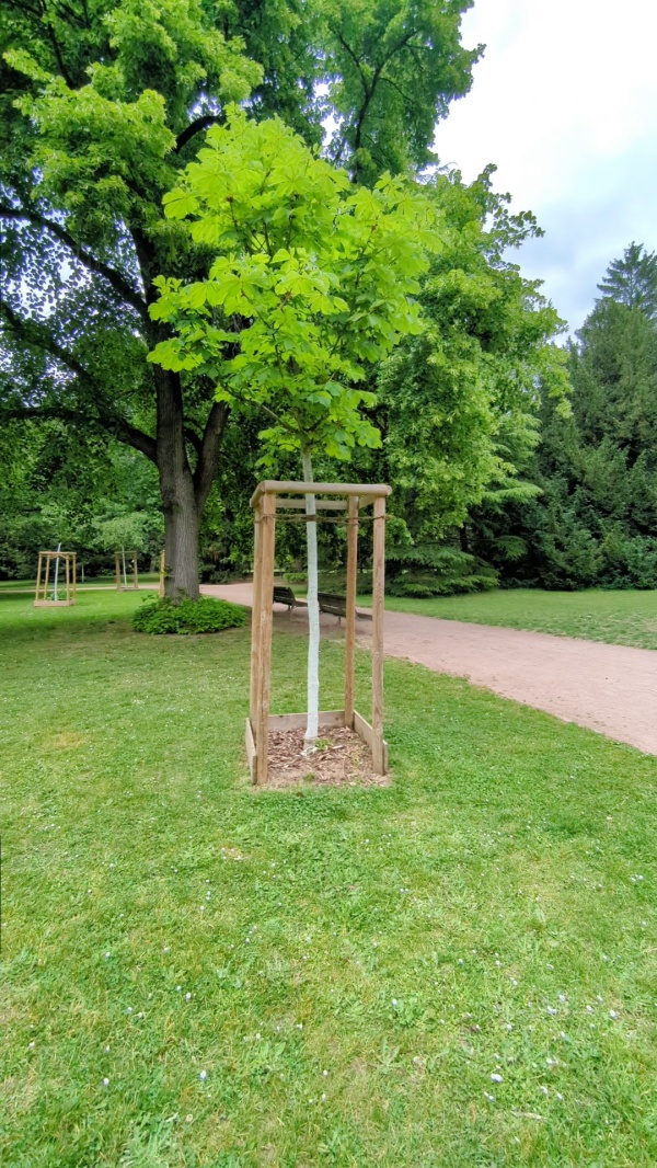 photo de l'arbre
