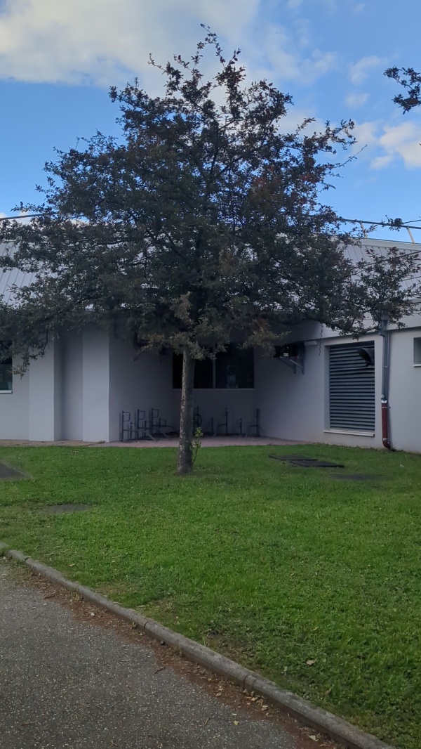 photo de l'arbre