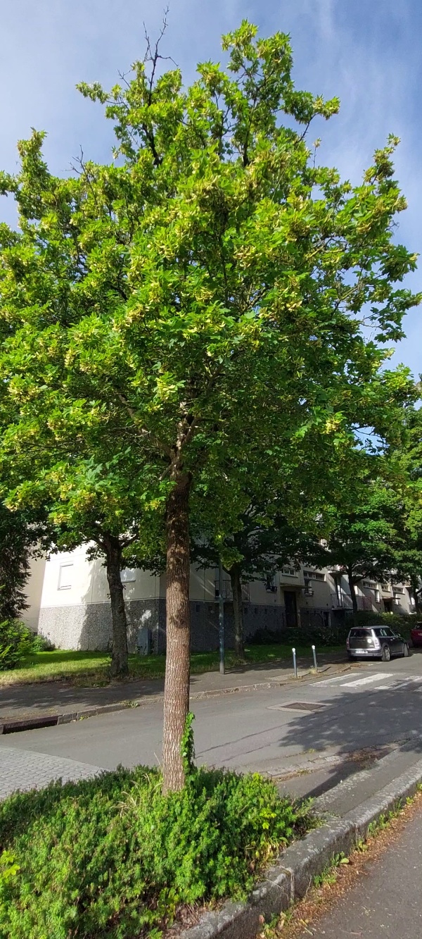 photo de l'arbre